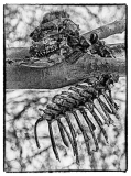 Skull and Bones by Adrian Bonnington - MPI HC