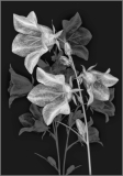 Campanula by Alan Edwards - MPI HC