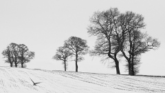 Winter Tree Silhouettes by PeterMiller MP - First